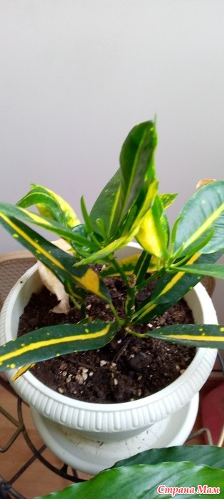 ����� ����