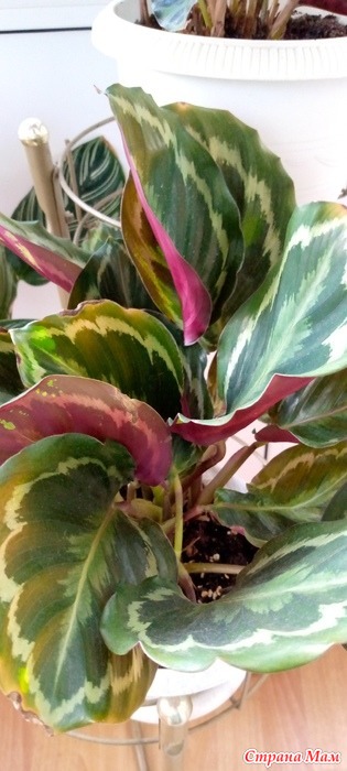 ������� ��������