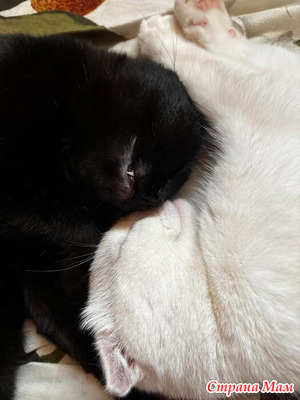 �����������, ��� �� ���� ������. �� ������� ��������.