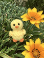 �5 sedra