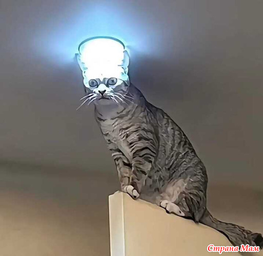 ���� ����������, ����������� �����